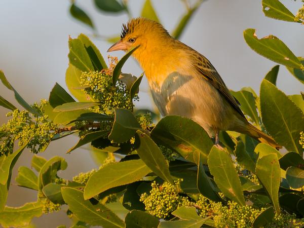 Southern masked weaver (Ploceus velatus)